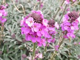 Be the first to review this item. How To Grow Wallflowers Saga