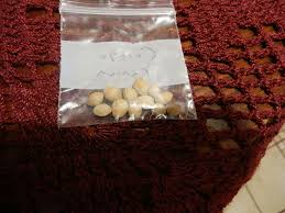 Ou en poquets qui vous permettront d'obtenir différents effets semis. Combien De Temps Les Bonsai A Graines Poussent Ils Comment Faire Pousser Du Bonsai A Partir De Graines A La Maison