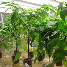 Distance between the plants the distance between pepper plants in the same row should be at least 18 inches. Fully Grown Jalapeno Hot Pepper Plants Subjected To Capillary Irrigation Download Scientific Diagram