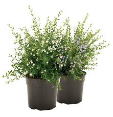 Image result for Freylinia