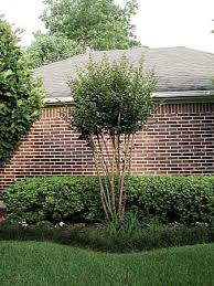 Gardeners with limited space find dwarf lilac trees a good way to enjoy the beauty of. How To Prune Crapemyrtles Correctly The Good Earth Garden Center