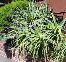 Image result for Aloe arborescens × inyangensis