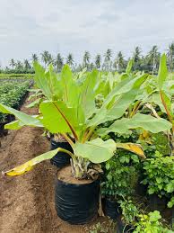 Image result for Musa ornata