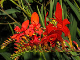 Un'altra pianta erbacea perenne con fiori gialli è la viola del pensiero, . Coltivare La Crocosmia Bricoliamo