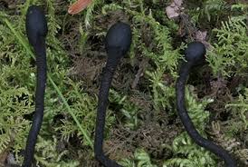 Image result for Zonotriche