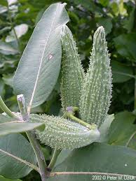 Image result for Asclepias graminifolia