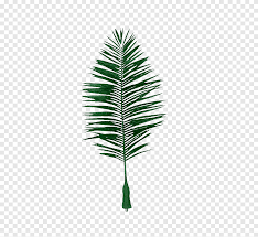 Minum es kelapa muda pada saat cuaca. Daun Kelapa Evergreen Bahan Daun Kelapa Palsu Cat Air Daun Cabang Png Pngegg