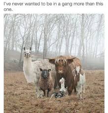 Pin By Liz Engelberth On Make Me Laugh Funny Animals Funny Animal Pictures Funny Pictures