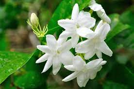 Im a new member of this community.got to know abt indus ladies thru a friend of mine and i found this website pretty useful.i have just moved to sunnyvale in we have an upcoming event for which we need jasmine flowers.does anyone know where do we get fresh jasmine flowers in the bay area. 10 Types Of Jasmine Flowers Can You Guess Them All Home Stratosphere