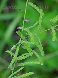 Image result for Desmodium tortuosum