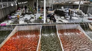 Budidaya Ikan Hias Untuk Perayaan Nowruz Pars Today