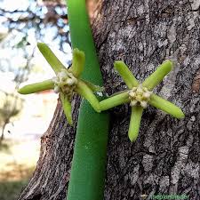 Image result for Cynanchum viminale