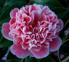 Pin On Camellias