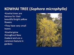 We did not find results for: New Zealand Native Plants Manuka Leptospermum Scoparium The Manuka Is A Common Tree Found Throughout New Zealand These Trees Are One Of The Most Widespread Ppt Download