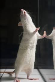 White Albino Laboratory Rat Standing On Two Feet On Board During Cute Rats Pet Rats Rats