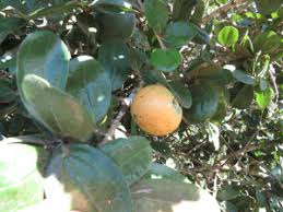 Image result for Strychnos madagascariensis