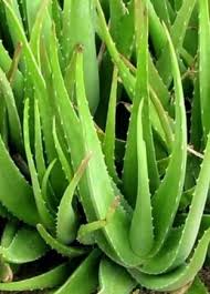 Top 12 Low Light Succulents And Cacti Succulent Plants And Care Buy Succulents Planting Succulents Buy Succulents Online