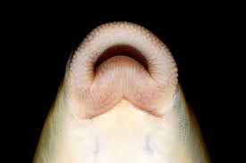 Image result for Hypolytrum pynaertii