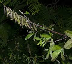 Image result for Crotalaria lanceolata