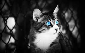 Di sisi lain, tafsir mimpi ini. Mata Kucing Berwarna Biru Wallpaper Hd Wallpaperbetter