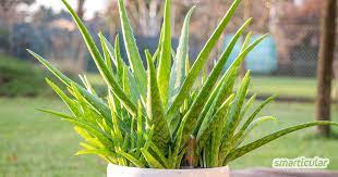 Es gibt über 300 verschiedene arten. Aloe Vera Richtig Pflegen Damit Du Immer Frisches Gel Hast