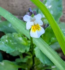 Image result for Hermbstaedtia scabra