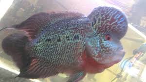 Check spelling or type a new query. Boyst Mengobati Pop Eye Katarak Atau Mata Berselaput Pada Ikan Louhan