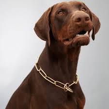 There's at least one red doberman named salem who's a true hero! Doberman Colors Common Rare Colors Patterns
