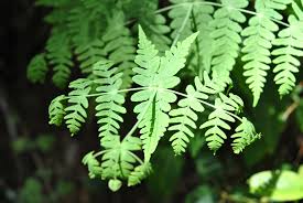 Image result for Histiopteris