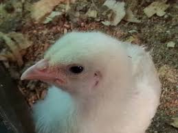 Clifford kubiak (born 1953), american biochemist. About Us Kubiak Farms 2