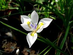 Image result for Dietes flavida