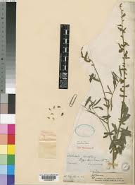 Image result for Tephrosia noctiflora