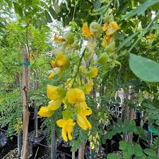 Image result for Calpurnia aurea