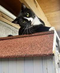 Photo Of Buttons Saving Cat Home Rescue Cat Adoption