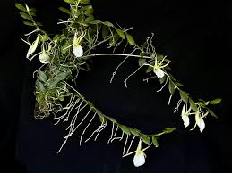 Image result for Angraecum infundibulare