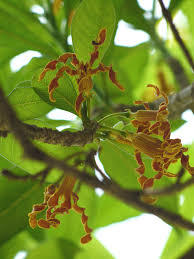 Image result for Strophanthus nicholsonii