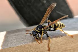 See more of affordable pest control service on facebook. Lincoln Park Pest Control Service Bed Bugs Rat Extermination