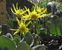 Image result for Senecio sp.no.2