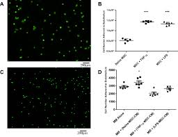 Animal cell structure label figure 4.2. Intra Vital Imaging Of Mesenchymal Stromal Cell Kinetics In The Pulmonary Vasculature During Infection Scientific Reports