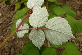 Image result for Rubus adolfi-friederici