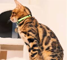I have focused on usa and uk. Bengal Cat Bengal Cat Cats Bengal