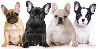 Enter your email address to receive alerts when we have new listings available for fawn pied french bulldog puppies for sale. How Much Is A French Bulldog What The Frenchie