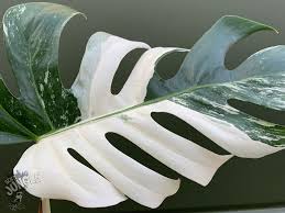Monstera Deliciosa Variegata Cutting 50 85