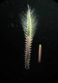 Image result for Arthraxon lancifolius