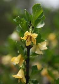 Image result for Coddia rudis