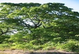 Image result for Brachystegia longifolia