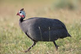 Guinea Fowl Birds That Look Like Turkeys Pin On Birds Quail Peacock Pheasant Wild Turkey Grouse Guinea Fowl Prairie Chicken