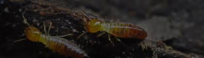 Get started with us today. Pest Control Singapore Pest Termites Bed Bugs Control