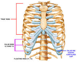 The pain may be caused by muscle spasms. Slipping Rib Syndrome An Obscure Cause Of Thoracic Pain