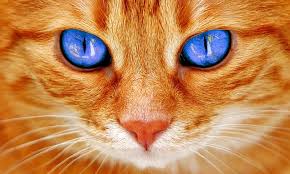 Male cat names from movies. 100 Most Popular Cat Names And More Ilovepets Com